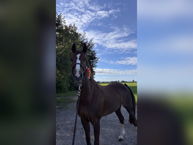 Deutsches Reitpony Stute 13 Jahre 147 cm Fuchs in Buchloe