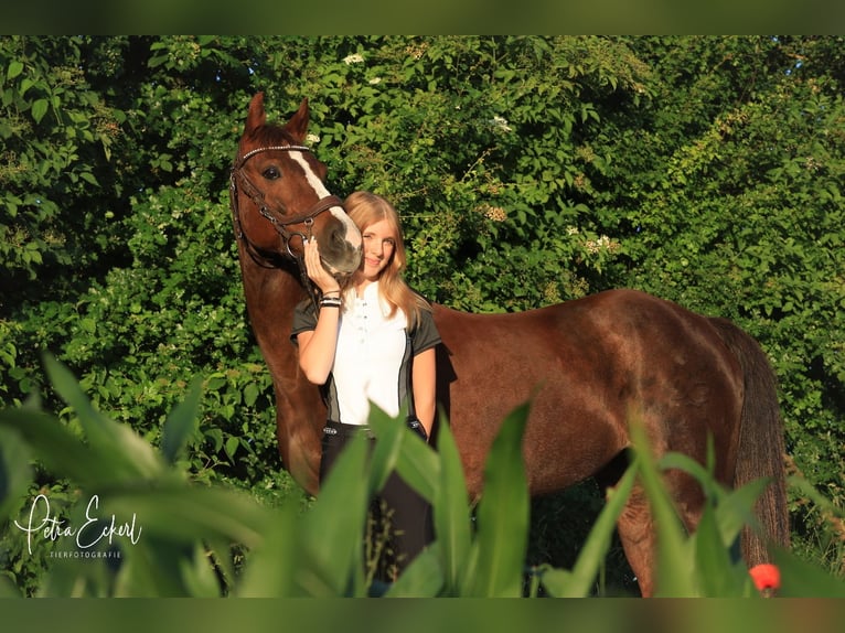 Deutsches Reitpony Stute 13 Jahre 147 cm Fuchs in Buchloe