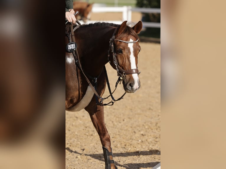Deutsches Reitpony Stute 13 Jahre 147 cm Fuchs in Buchloe