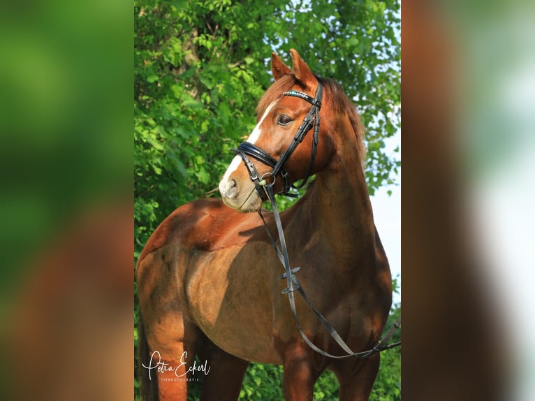 Deutsches Reitpony Stute 13 Jahre 147 cm Fuchs in Buchloe