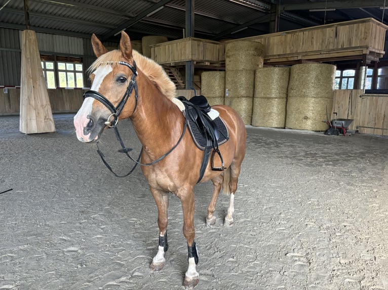 Deutsches Reitpony Stute 13 Jahre 147 cm Fuchs in Stedtlingen