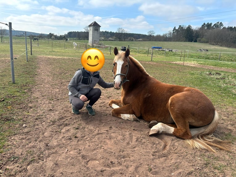 Deutsches Reitpony Stute 13 Jahre 147 cm Fuchs in Stedtlingen