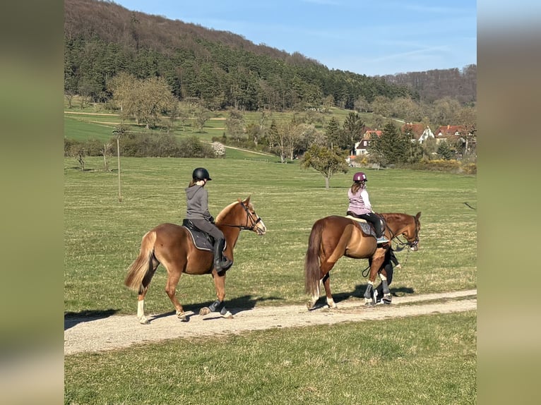 Deutsches Reitpony Stute 13 Jahre 147 cm Fuchs in Stedtlingen