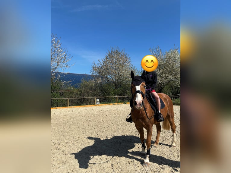 Deutsches Reitpony Stute 13 Jahre 147 cm Fuchs in Stedtlingen