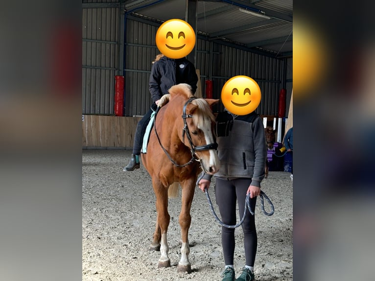 Deutsches Reitpony Stute 13 Jahre 147 cm Fuchs in Stedtlingen