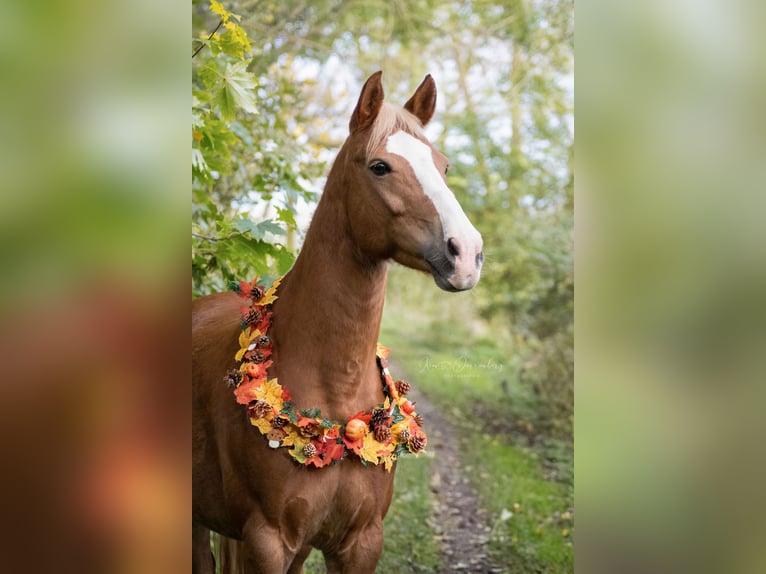 Deutsches Reitpony Mix Stute 13 Jahre 147 cm Fuchs in Bad Langensalza