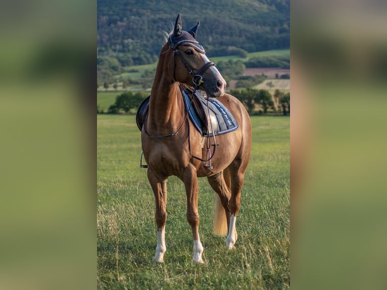 Deutsches Reitpony Mix Stute 13 Jahre 147 cm Fuchs in Bad Langensalza