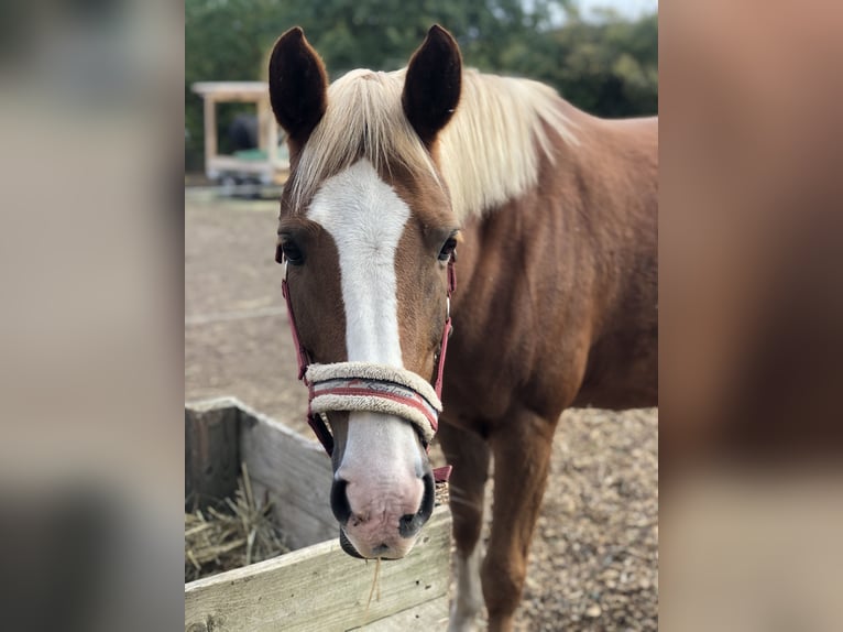 Deutsches Reitpony Mix Stute 13 Jahre 147 cm Fuchs in Bad Langensalza