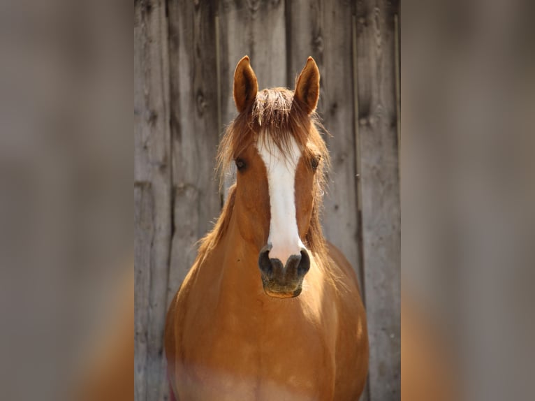 Deutsches Reitpony Mix Stute 13 Jahre 147 cm Schecke in Geisingen Deutsches Reitpony Mix Stute 13 Jahre 147 cm Schecke in Geisingen