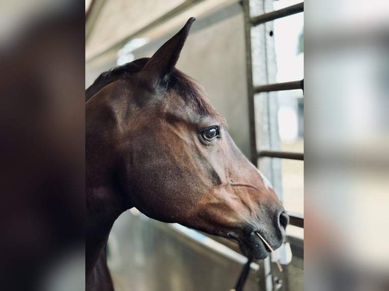 Deutsches Reitpony Stute 13 Jahre 147 cm Schwarzbrauner in Heiligenkreuz am Waasen