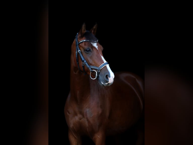 Deutsches Reitpony Stute 13 Jahre 148 cm Brauner in Winsen (Aller