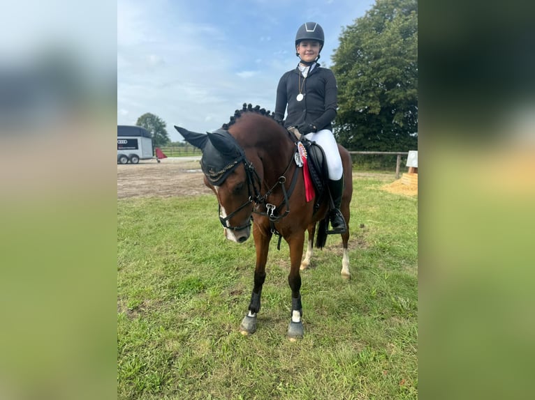 Deutsches Reitpony Stute 13 Jahre 148 cm Brauner in Winsen (Aller