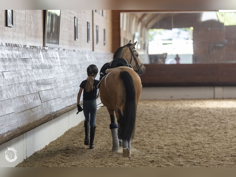 Deutsches Reitpony Stute 13 Jahre 148 cm Buckskin in Muraunberg