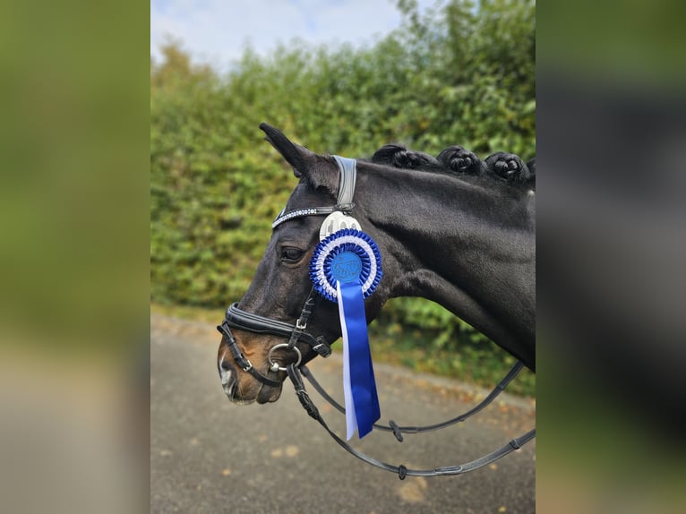 Deutsches Reitpony Stute 13 Jahre 148 cm Dunkelbrauner in Aspach