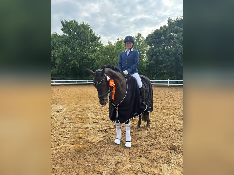 Deutsches Reitpony Stute 13 Jahre 148 cm Dunkelbrauner in Aspach