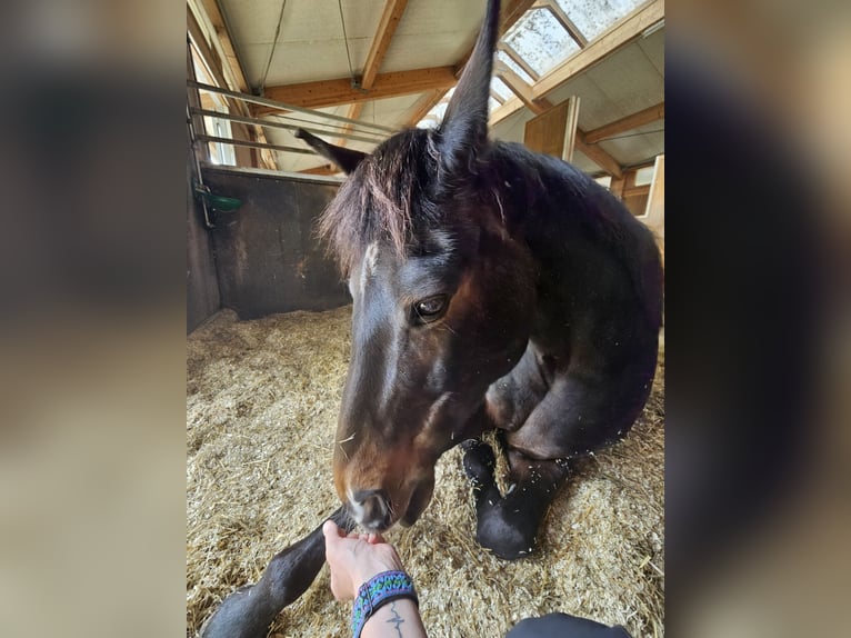 Deutsches Reitpony Stute 13 Jahre 148 cm Dunkelbrauner in Aspach