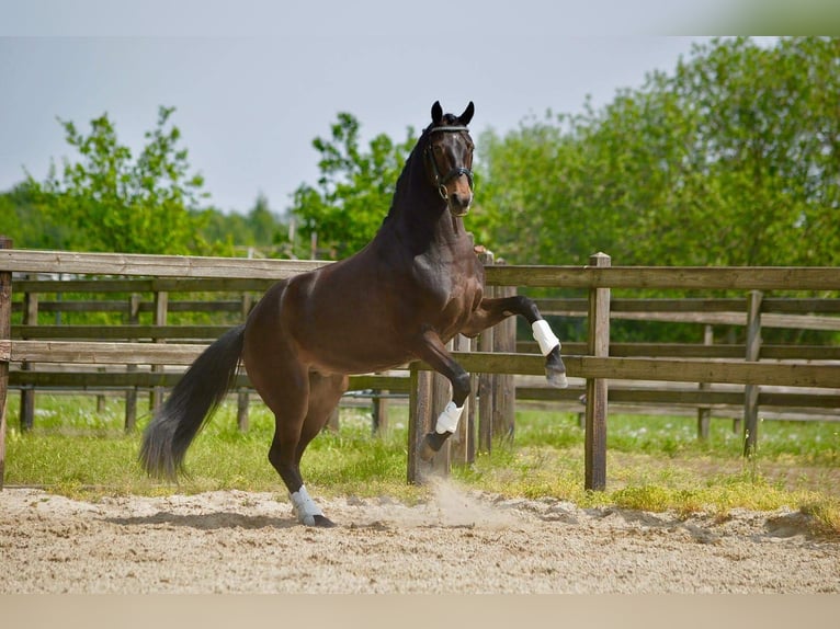 Deutsches Reitpony Stute 13 Jahre 148 cm Dunkelbrauner in Aspach