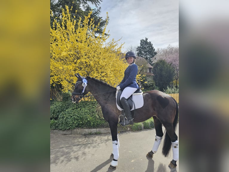 Deutsches Reitpony Stute 13 Jahre 148 cm Dunkelbrauner in Aspach