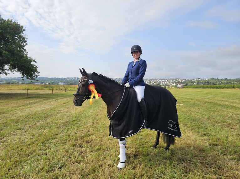Deutsches Reitpony Stute 13 Jahre 148 cm Dunkelbrauner in Aspach
