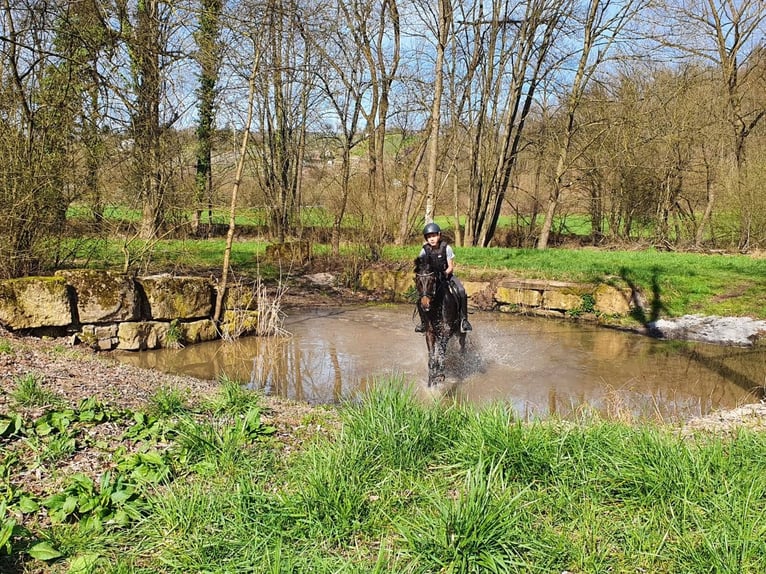 Deutsches Reitpony Stute 13 Jahre 148 cm Dunkelbrauner in Aspach Deutsches Reitpony Stute 13 Jahre 148 cm Dunkelbrauner in Aspach