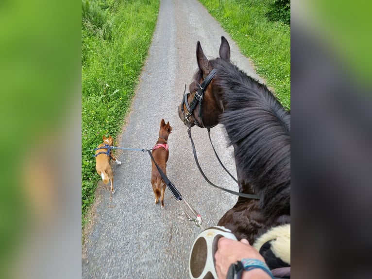 Deutsches Reitpony Stute 13 Jahre 148 cm Dunkelbrauner in Aspach