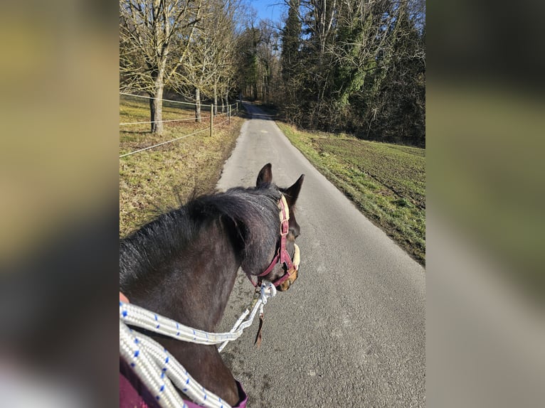 Deutsches Reitpony Stute 13 Jahre 148 cm Dunkelbrauner in Aspach