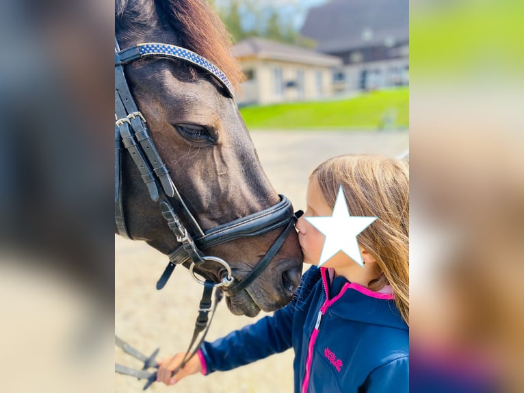 Deutsches Reitpony Stute 13 Jahre 148 cm Dunkelbrauner in Aspach