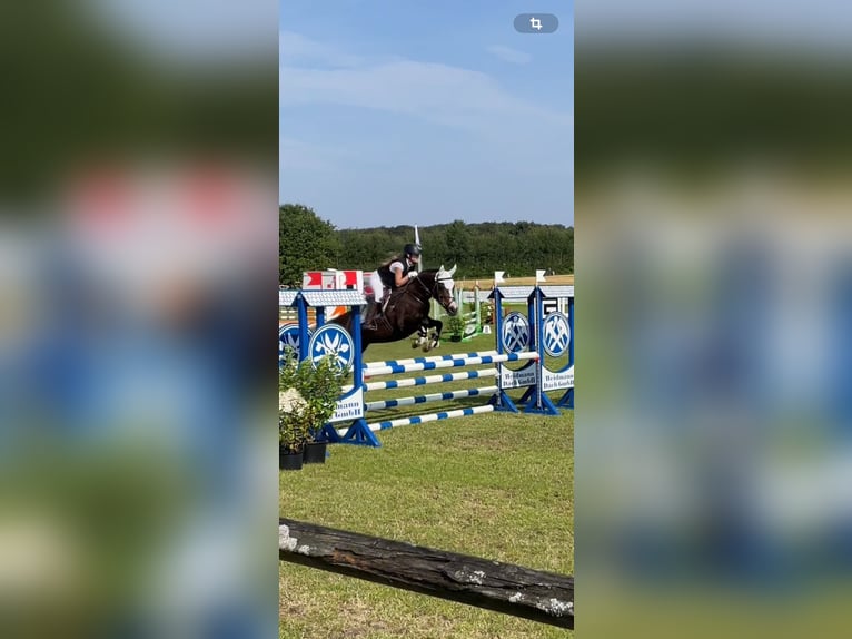 Deutsches Reitpony Stute 13 Jahre 148 cm Dunkelbrauner in Freienwill