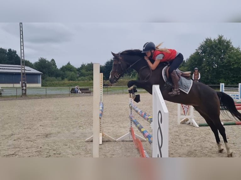 Deutsches Reitpony Stute 13 Jahre 148 cm Dunkelbrauner in Freienwill