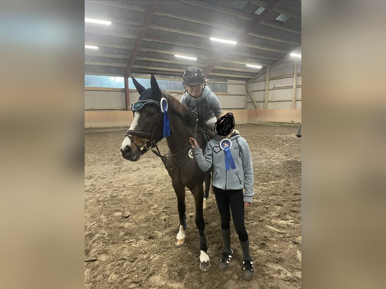 Deutsches Reitpony Stute 13 Jahre 148 cm Dunkelbrauner in Freienwill