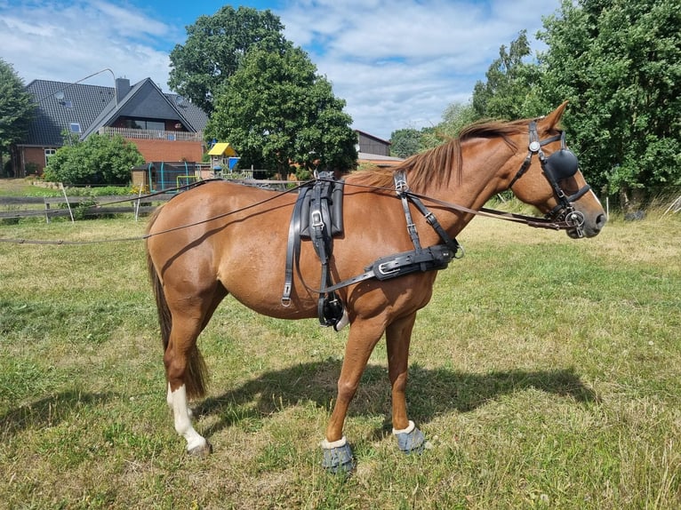 Deutsches Reitpony Stute 13 Jahre 148 cm Fuchs in Tespe
