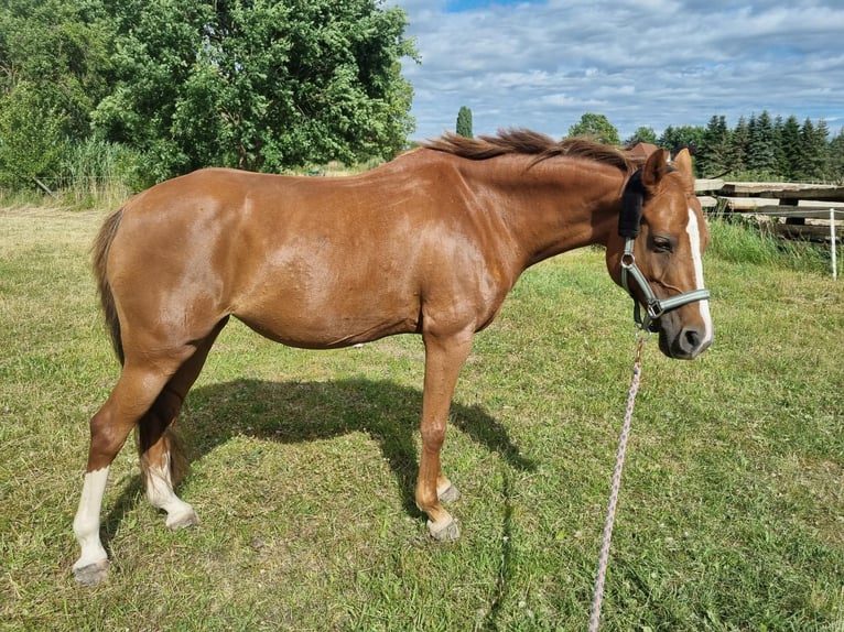 Deutsches Reitpony Stute 13 Jahre 148 cm Fuchs in Tespe