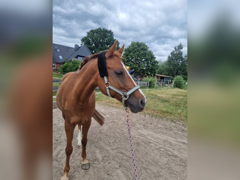 Deutsches Reitpony Stute 13 Jahre 148 cm Fuchs in Tespe