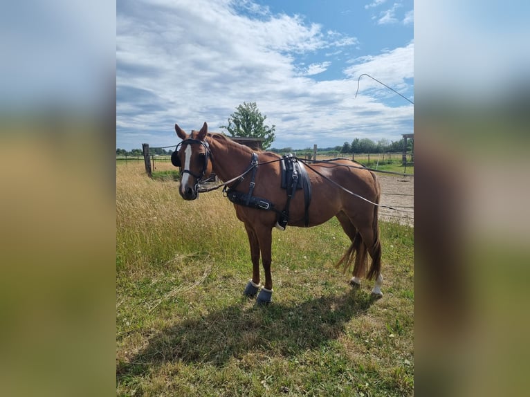 Deutsches Reitpony Stute 13 Jahre 148 cm Fuchs in Tespe