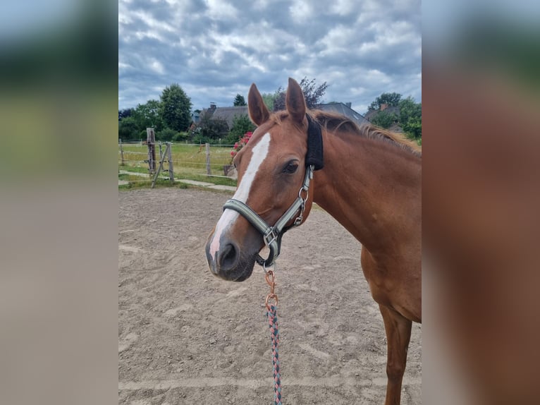 Deutsches Reitpony Stute 13 Jahre 148 cm Fuchs in Tespe