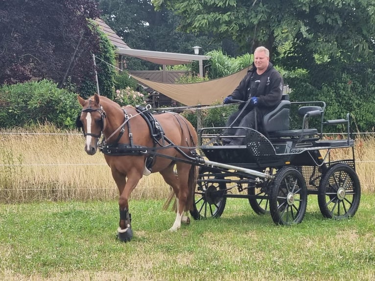 Deutsches Reitpony Stute 13 Jahre 148 cm Fuchs in Tespe