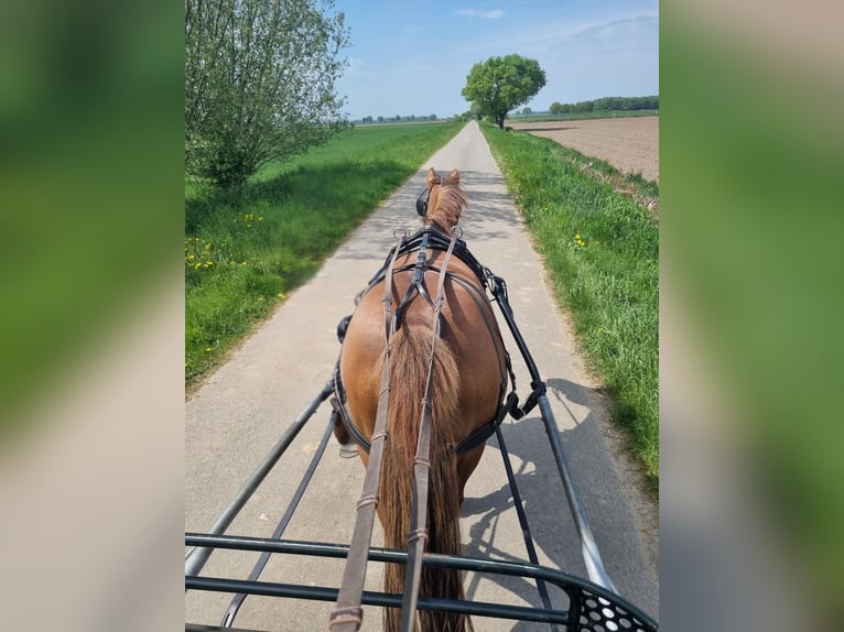 Deutsches Reitpony Stute 13 Jahre 148 cm Fuchs in Tespe