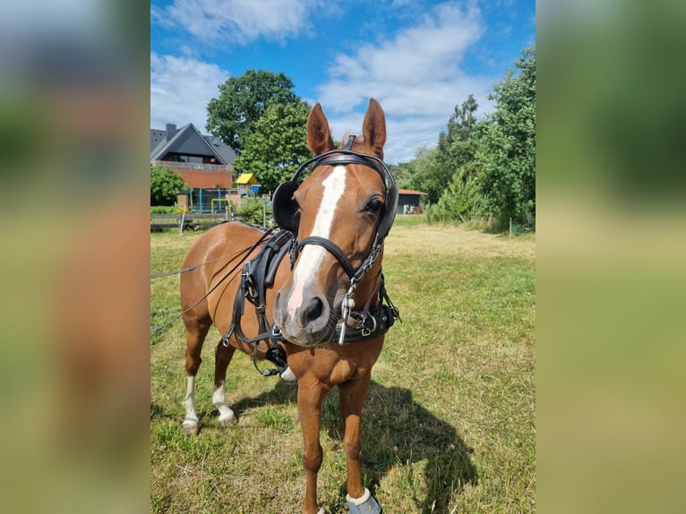 Deutsches Reitpony Stute 13 Jahre 148 cm Fuchs in Tespe