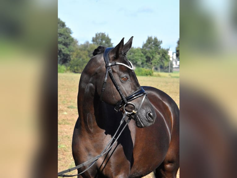 Deutsches Reitpony Stute 13 Jahre 148 cm Rappe in Klötze