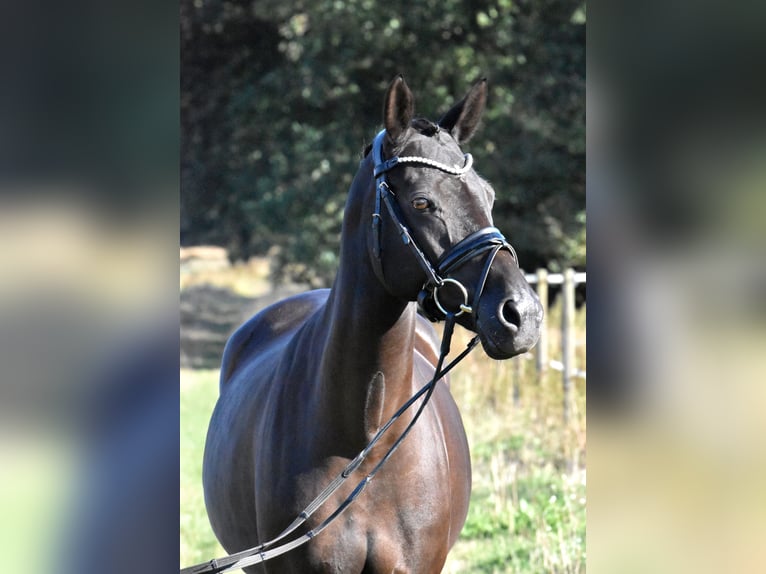 Deutsches Reitpony Stute 13 Jahre 148 cm Rappe in Klötze