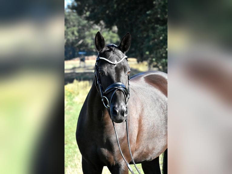 Deutsches Reitpony Stute 13 Jahre 148 cm Rappe in Klötze