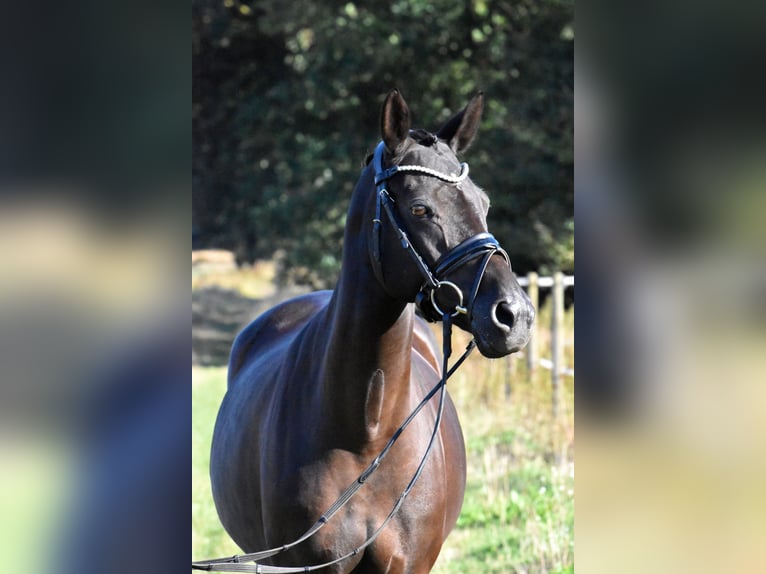 Deutsches Reitpony Stute 13 Jahre 148 cm Rappe in Klötze