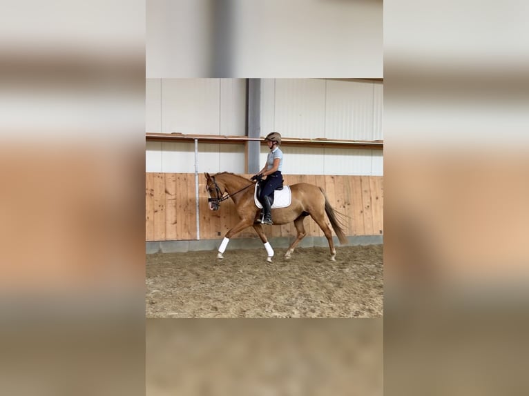 Deutsches Reitpony Stute 13 Jahre 148 cm Red Dun in Stuhr
