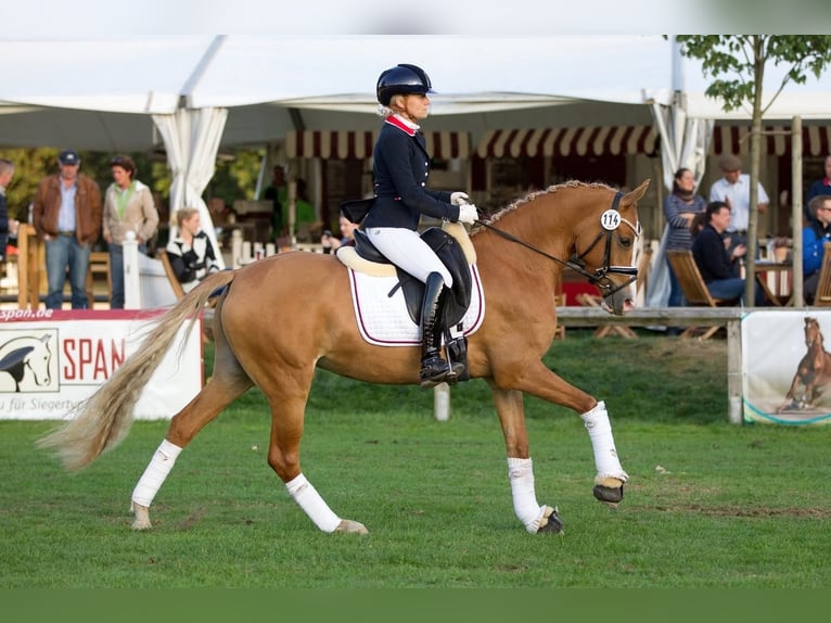 Deutsches Reitpony Stute 13 Jahre 148 cm Red Dun in Stuhr
