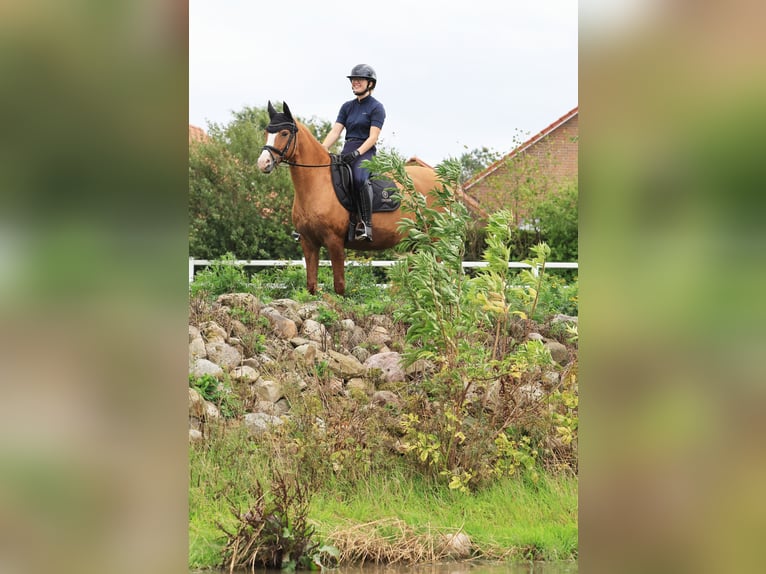 Deutsches Reitpony Stute 13 Jahre 148 cm Red Dun in Stuhr