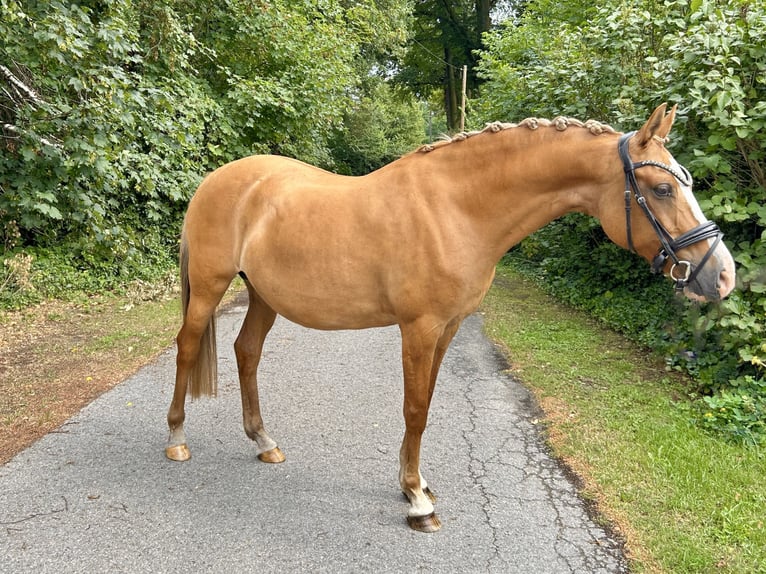 Deutsches Reitpony Stute 13 Jahre 148 cm Red Dun in Stuhr