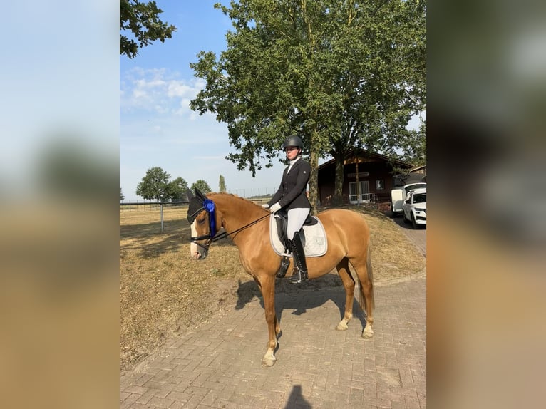 Deutsches Reitpony Stute 13 Jahre 148 cm Red Dun in Stuhr