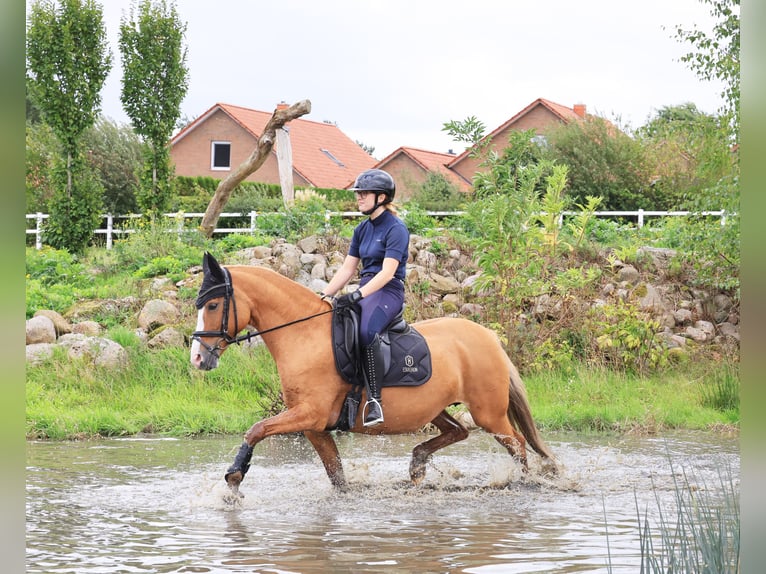 Deutsches Reitpony Stute 13 Jahre 148 cm Red Dun in Stuhr