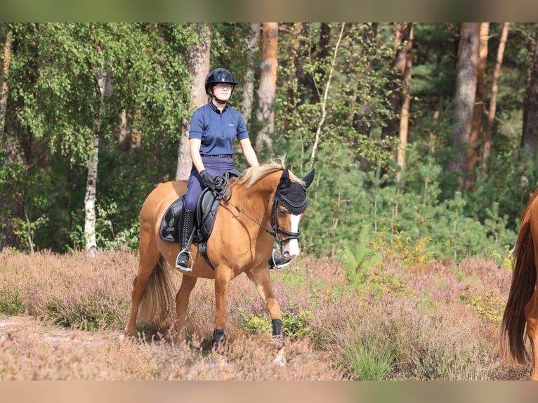 Deutsches Reitpony Stute 13 Jahre 148 cm Red Dun in Stuhr