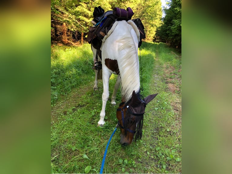 Deutsches Reitpony Stute 13 Jahre 148 cm Schecke in Bad Waldsee